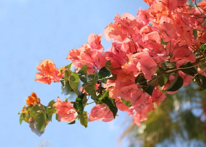 Bougainvillea plant photo