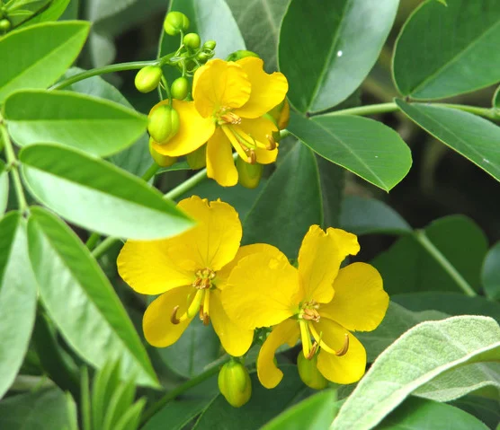 Cassia Plant photo