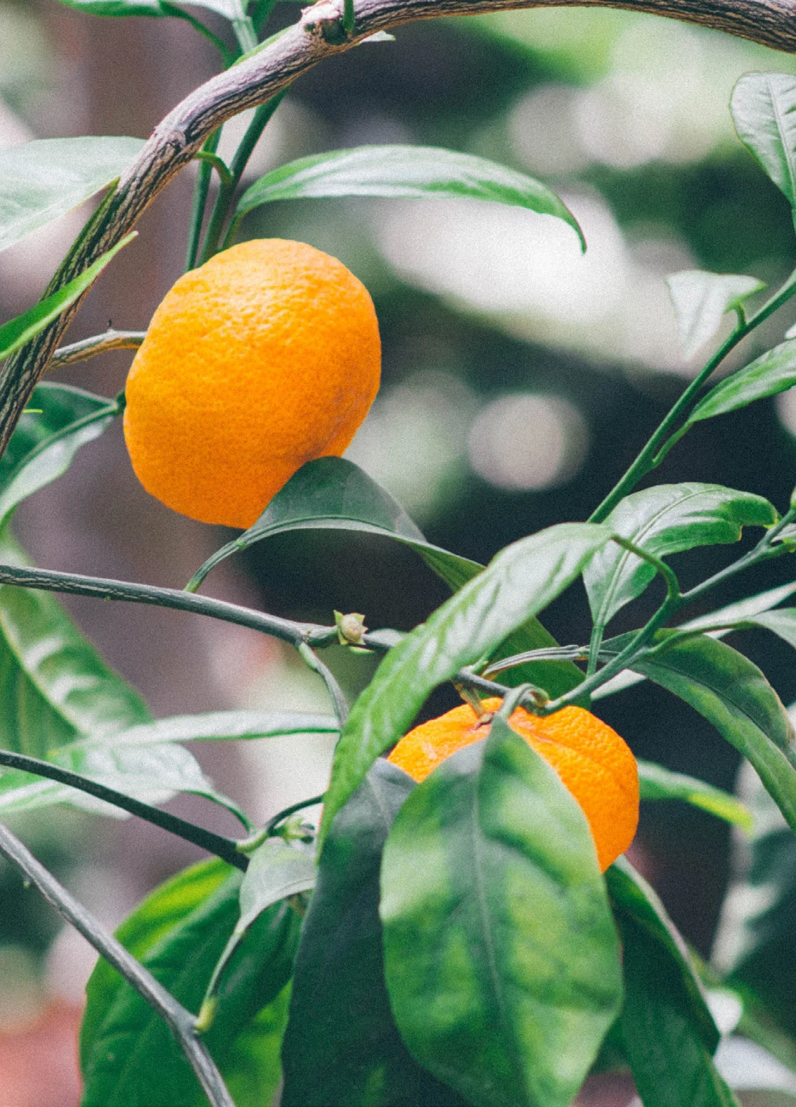 Citrus trees in an orangery