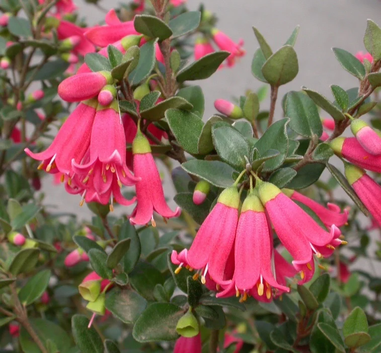Correa plant