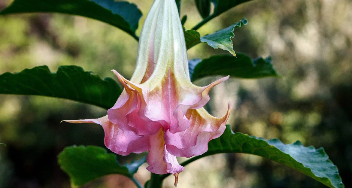 Datura photo