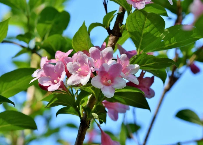 Jasminum Photo