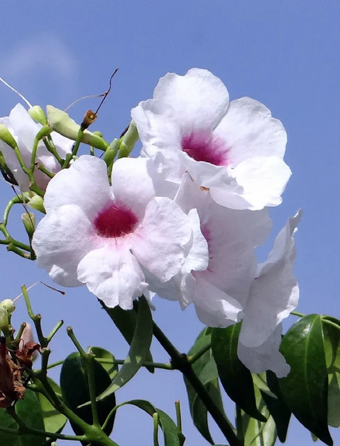 Pandorea plant image