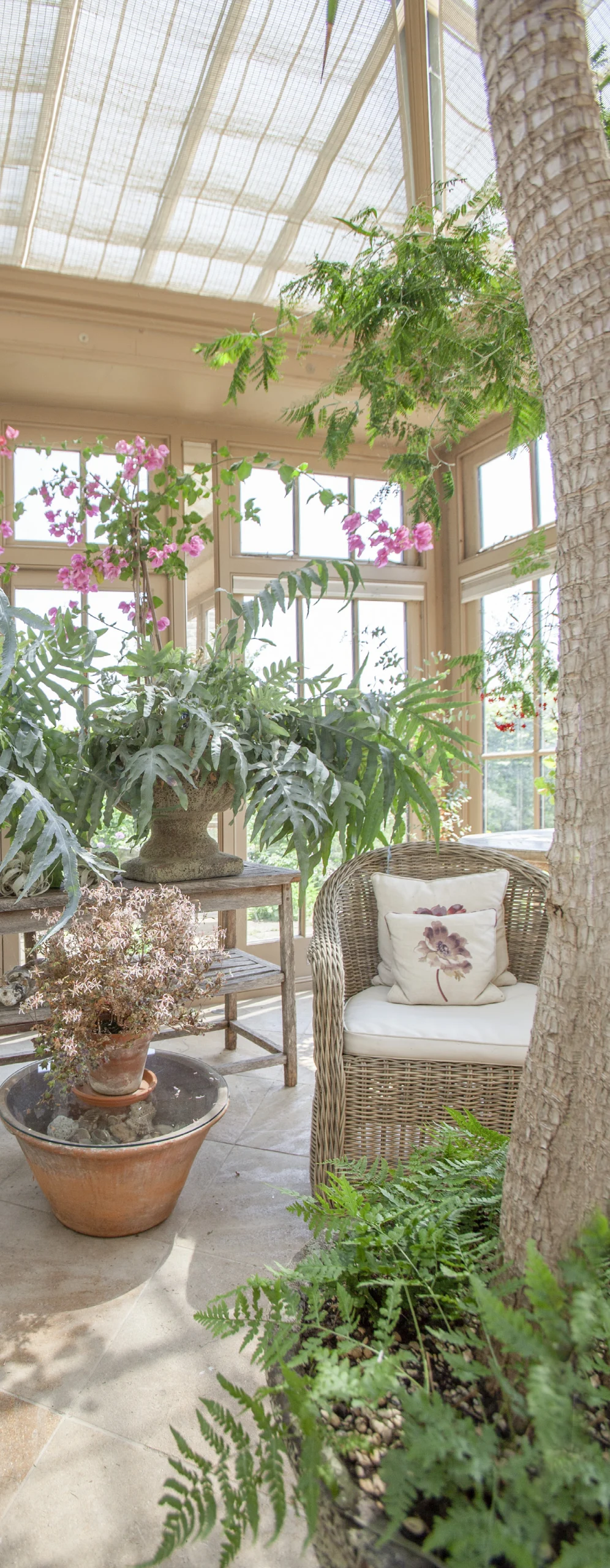 Example of plants for an orangery