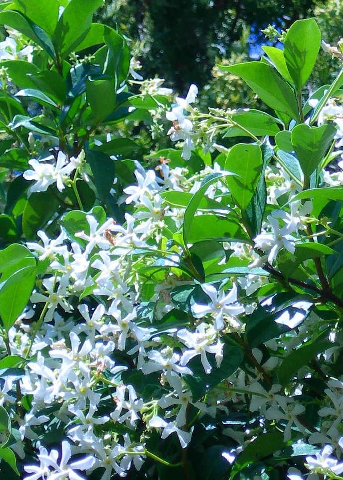 Trachelospermum